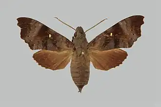 Acosmeryx rebeccae