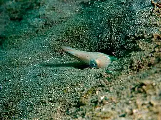 Ophisurus macrorhynchos