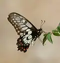 Papilio anactus