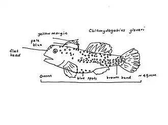 Chlamydogobius gloveri