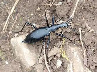 Carabus blaptoides