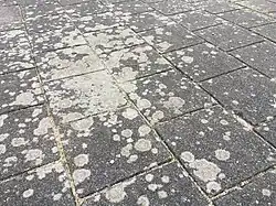 Vegetatieaspect op een trottoir