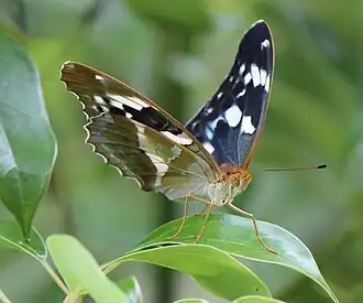 Argynnis sagana