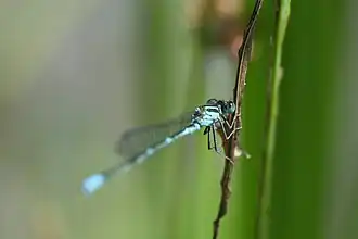 Paracercion melanotum