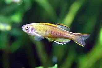 Danio choprae