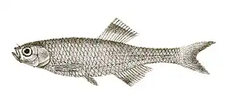 Devario neilgherriensis