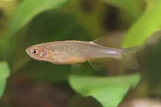 Danio roseus