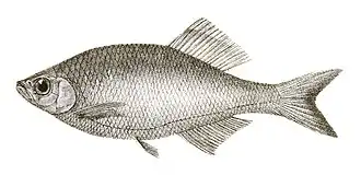 Devario spinosus