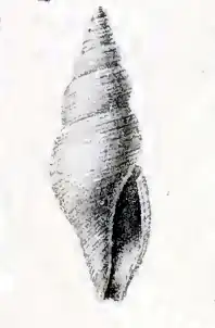 Daphnella arafurensis