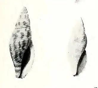 Daphnella bartschi