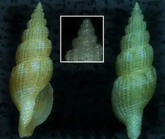 Daphnella boholensis