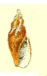 Daphnella crebriplicata