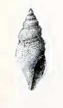 Daphnella dea