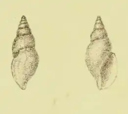Daphnella diluta