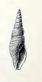 Daphnella euphrosyne