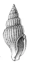 Daphnella evergestis