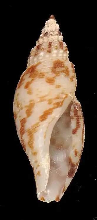 Daphnella lymneiformis