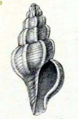 Daphnella omaleyi