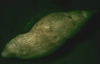 Daphnella radula