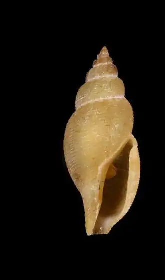 Daphnella reticulosa