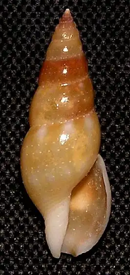 Daphnella rissoides