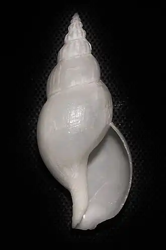 Daphnella semivaricosa