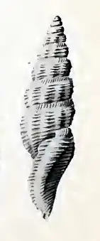 Daphnella sigmastoma