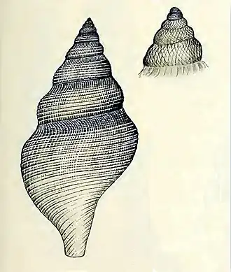Daphnella stiphra