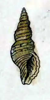 Daphnella ticaonica