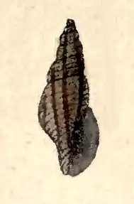 Daphnella varicosa