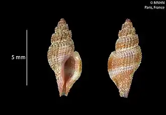 Daphnellopsis fimbriata