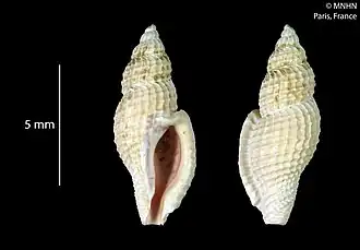 Daphnellopsis lamellosa