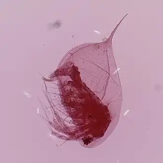 Daphnia ambigua