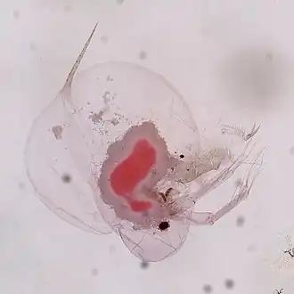 Daphnia catawba