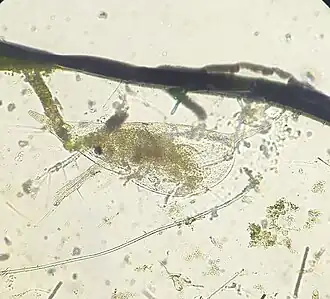 Daphnia cucullata