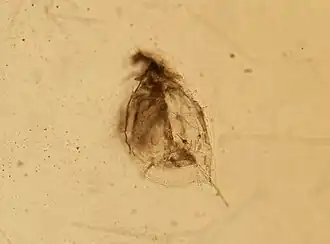 Daphnia middendorffiana