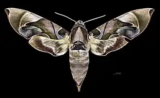 Daphnis protrudens ♀