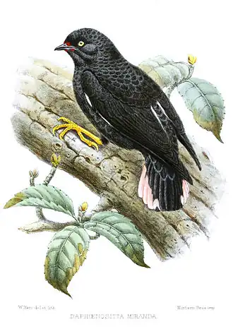 Zwart-roze boomloper