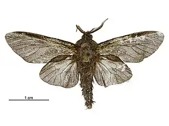 Dappula tertia