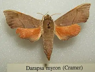 Darapsa myron