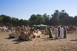 Kamelenmarkt in Daraw