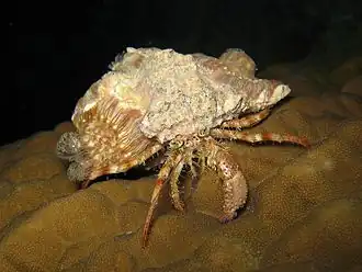 Dardanus pedunculatus