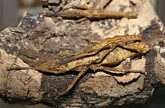 Dares philippinensis