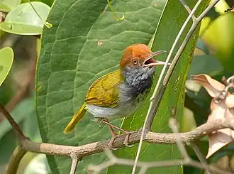 Gestreepte snijdervogel