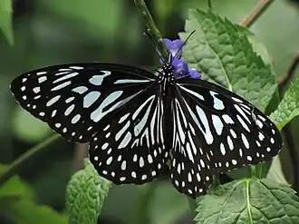 Tirumala septentrionis