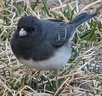 Grijze junco