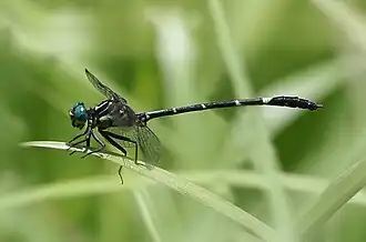 Austrogomphus bifurcatus