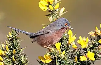 Provençaalse grasmus