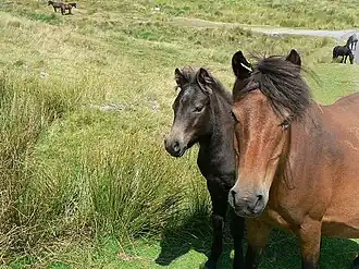 Dartmoorpony