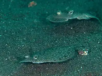 Engyprosopon grandisquama